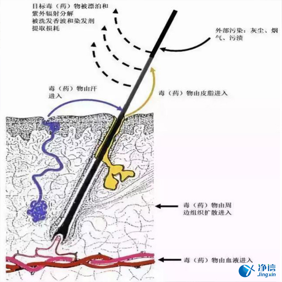  毛發(fā)毒品檢測儀檢測腿毛竟可以測出吸毒?做了全身脫毛也可以？